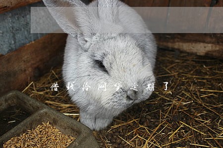 借钱给网贷逾期了 借钱给网贷逾期了