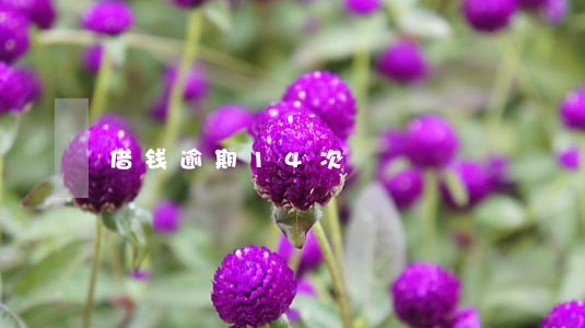 借钱逾期14次 借钱逾期14次