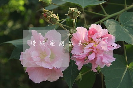 借钱逾期后果