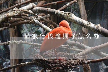 借银行钱逾期了怎么办