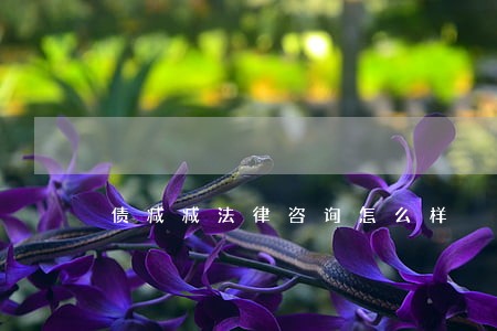 债减减法律咨询怎么样 债减减法律咨询怎么样