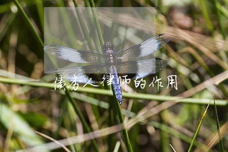 债务人律师的作用 债务人律师的作用