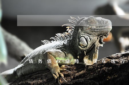 债务债权律师免费在线咨询