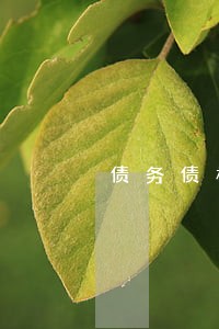 债务债权律师家庭暴力情节较轻 债务债权律师家庭暴力情节较轻