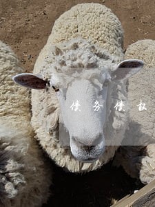 债务债权律师有哪些