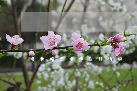 债务偿还律师在线询问 债务偿还律师在线询问