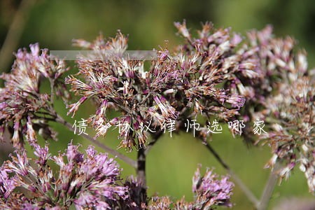 债务协议律师选哪家 债务协议律师选哪家