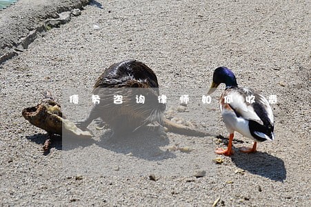 债务咨询律师如何收费 债务咨询律师如何收费