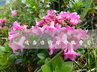 债务咨询律师收费不 债务咨询律师收费不