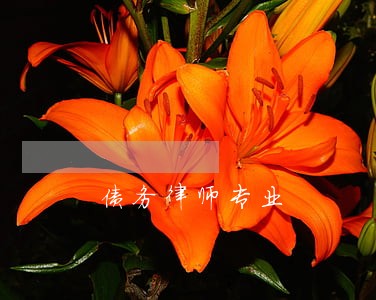 债务律师专业 债务律师专业