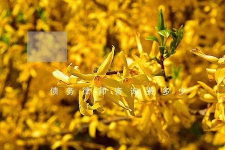 债务律师咨询费多少 债务律师咨询费多少