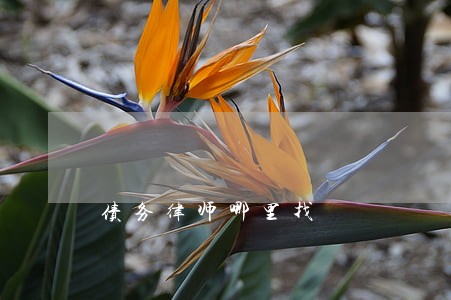债务律师哪里找