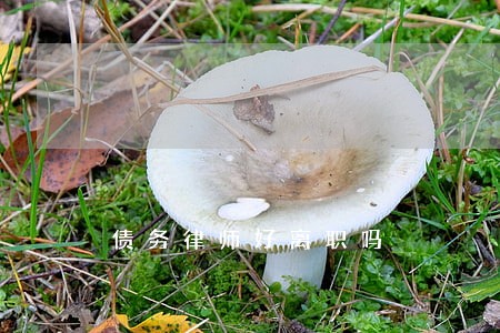 债务律师好离职吗 债务律师好离职吗