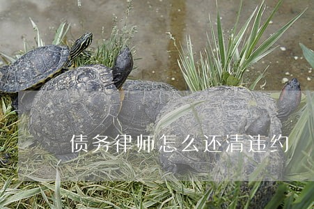债务律师怎么还清违约 债务律师怎么还清违约