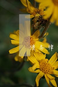 债务律师良心推荐