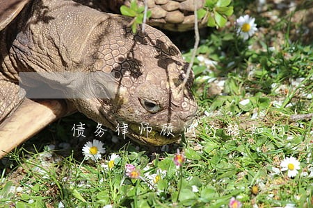 债务律师顾问价格如何 债务律师顾问价格如何