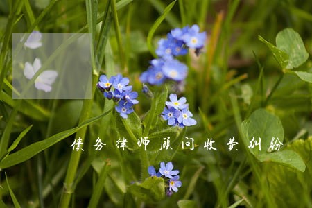 债务律师顾问收费纠纷 债务律师顾问收费纠纷