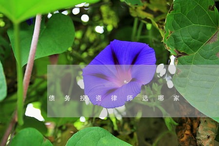 债务投资律师选哪家