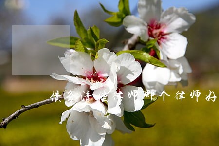 债务清偿律师哪个律师好 债务清偿律师哪个律师好