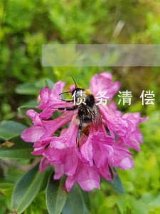 债务清偿律师收费