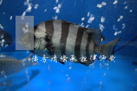 债务清偿承担律师费 债务清偿承担律师费