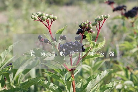债务清收律师哪家强 债务清收律师哪家强