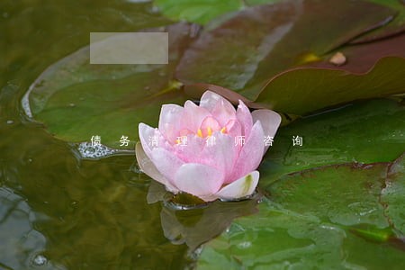 债务清理律师咨询 债务清理律师咨询