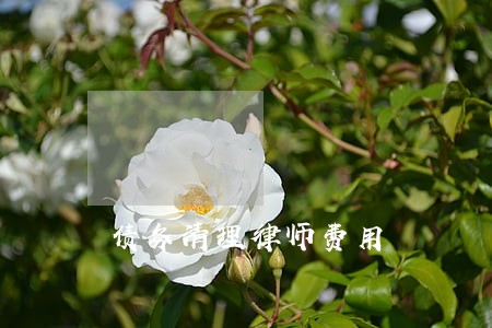 债务清理律师费用 债务清理律师费用