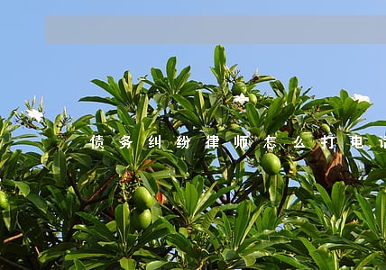 债务纠纷律师怎么打电话 债务纠纷律师怎么打电话