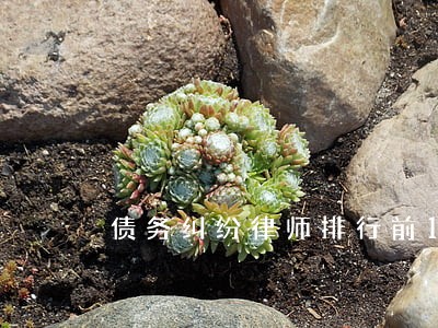 债务纠纷律师排行前10 债务纠纷律师排行前10