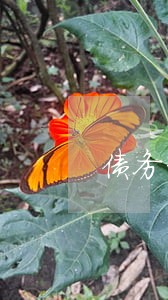 债务纠纷律师费用由谁承担