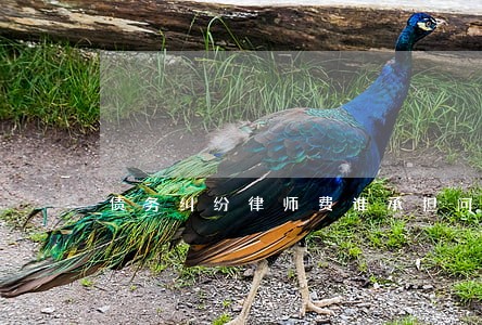 债务纠纷律师费谁承担问题 债务纠纷律师费谁承担问题
