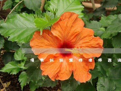 债务纠纷案件律师咨询热线问题 债务纠纷案件律师咨询热线问题