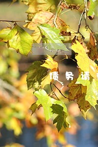 债务请律师后多久能查到 债务请律师后多久能查到