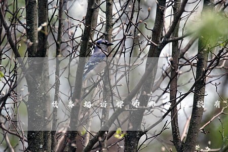 债务起诉律师哪个比较有名 债务起诉律师哪个比较有名