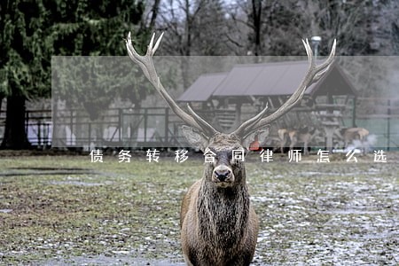 债务转移合同律师怎么选 债务转移合同律师怎么选