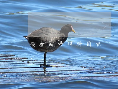 债务转移律师团队 债务转移律师团队