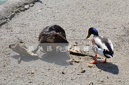 债务违约律师哪个好 债务违约律师哪个好