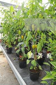 债务追讨律师联系方式如何 债务追讨律师联系方式如何