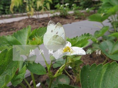 债务风险法律咨询 债务风险法律咨询