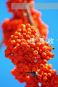 债易收诉讼垫资 债易收诉讼垫资