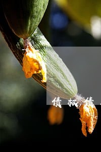 债权债务律师咨询方式 债权债务律师咨询方式