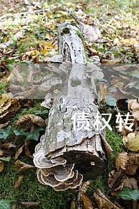 债权转让的法律问题评析 债权转让的法律问题评析