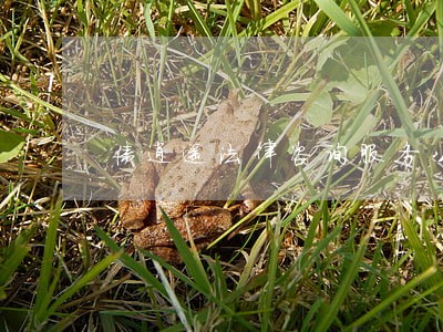 债逍遥法律咨询服务公司 债逍遥法律咨询服务公司