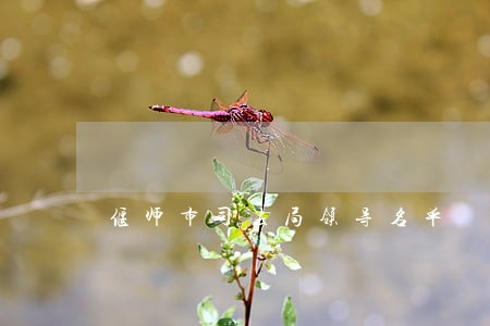 偃师市司法局领导名单 偃师市司法局领导名单