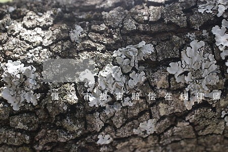 偃师市损害赔偿在线律师 偃师市损害赔偿在线律师