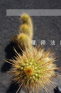 偃师法院执行局局长 偃师法院执行局局长