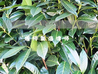 偃师粤海律师 偃师粤海律师