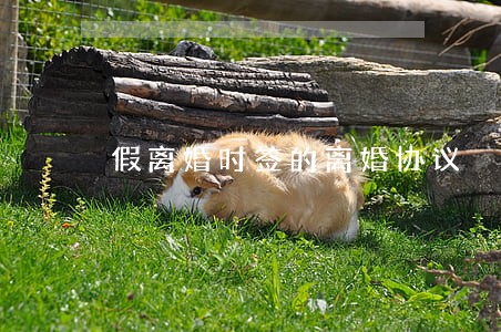 假离婚时签的离婚协议 假离婚时签的离婚协议