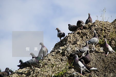 假离婚证去法院可以查出来吗 假离婚证去法院可以查出来吗